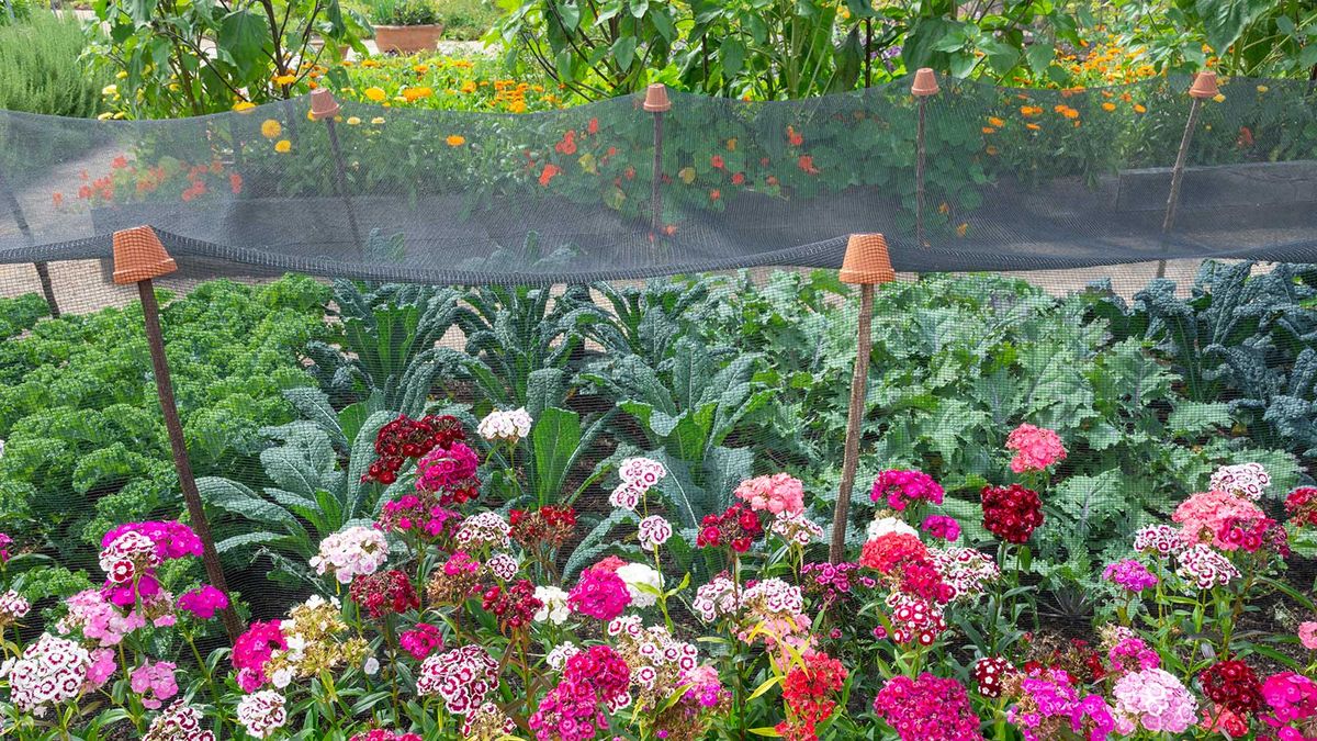 Fine mesh netting vs larger vegetable garden netting | Homes and Gardens
