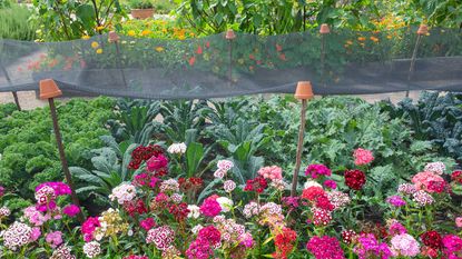 netting over vegetable beds with sweet William flowers