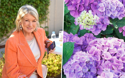 Martha Stewart and hydrangeas