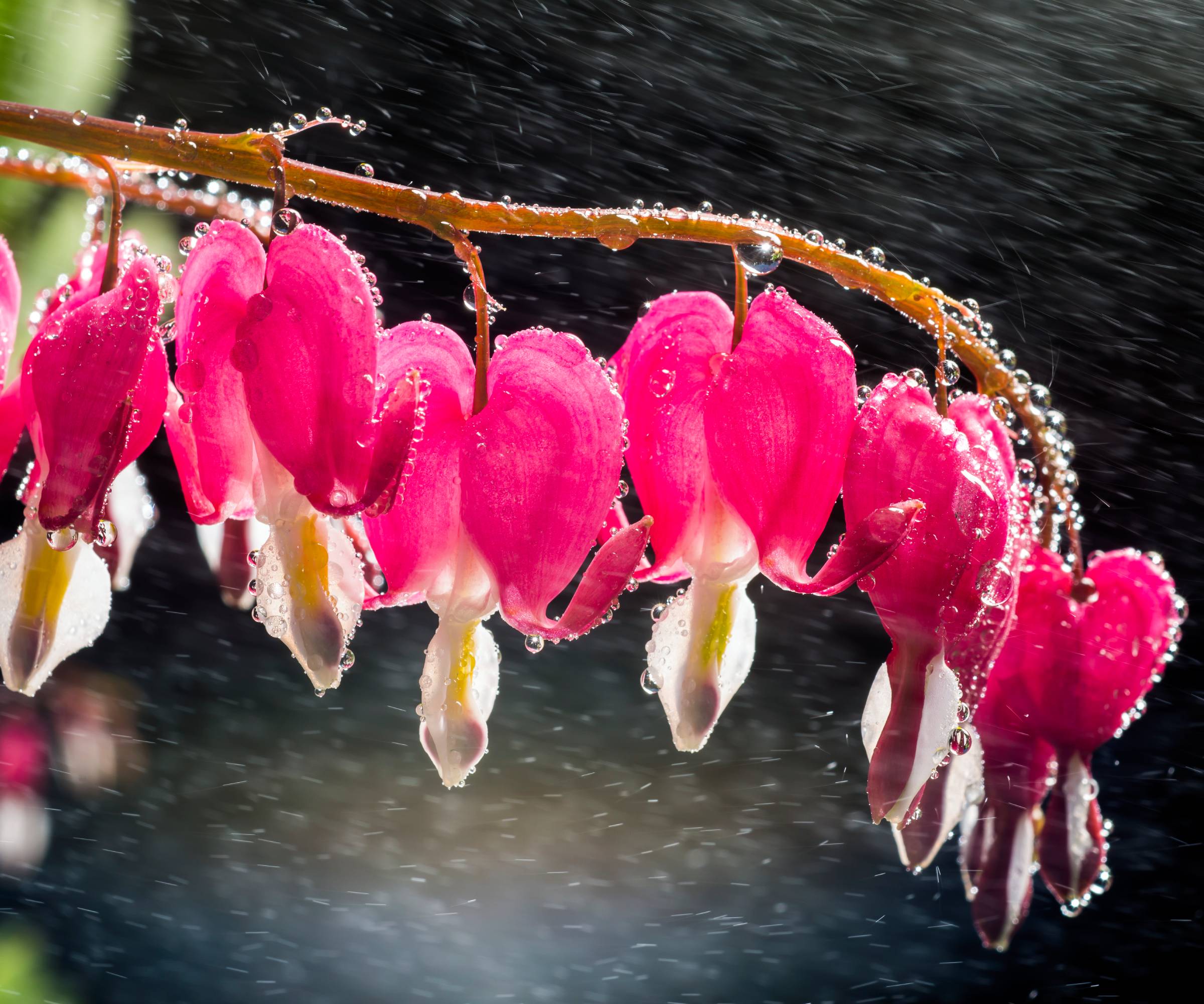 Water droplets on a bleeding heart plant