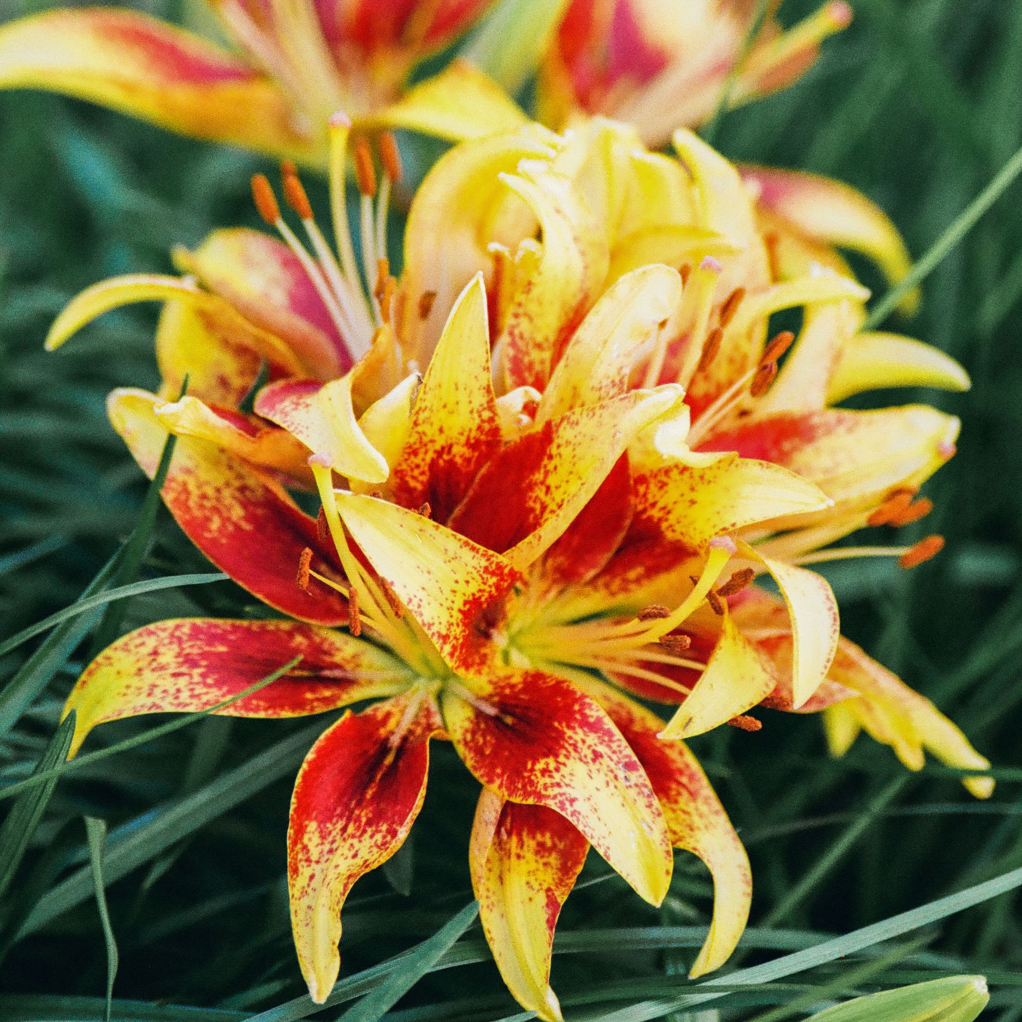daylilies