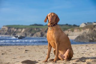 Hungarian Vizsla Sitting on Beach with Cliffs in Background