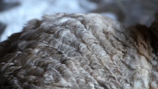 Close up of Devon Rex cat fur