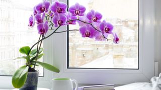 Orchids by a windowsill