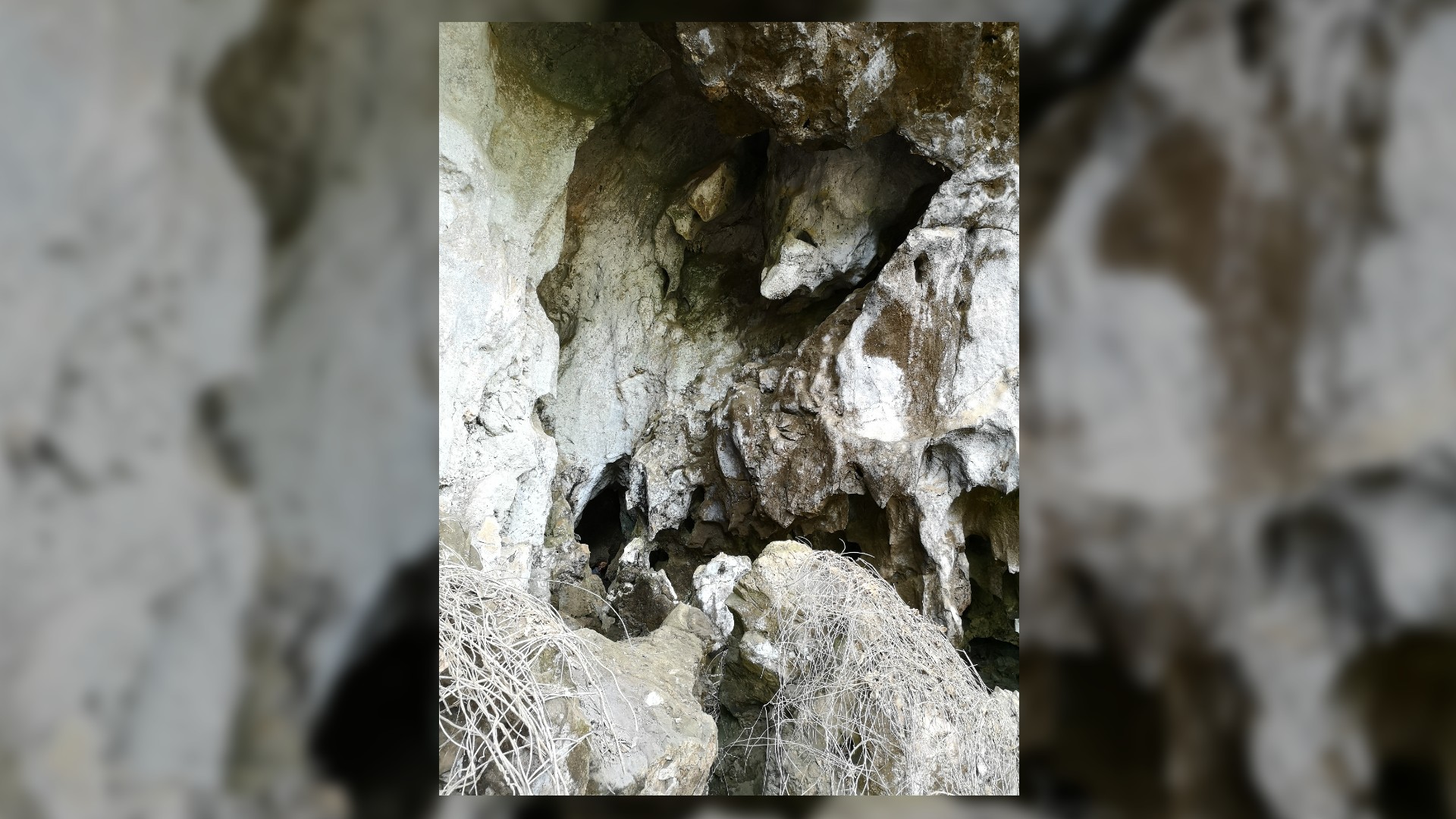 Esta es una imagen de la entrada a Cobra Cave en Laos.  Es una cueva rocosa y escarpada con muchos escondites.  En primer plano hay un puñado de hebras largas y finas de vegetación blanca.