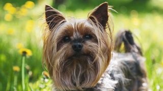 Yorkshire Terrier