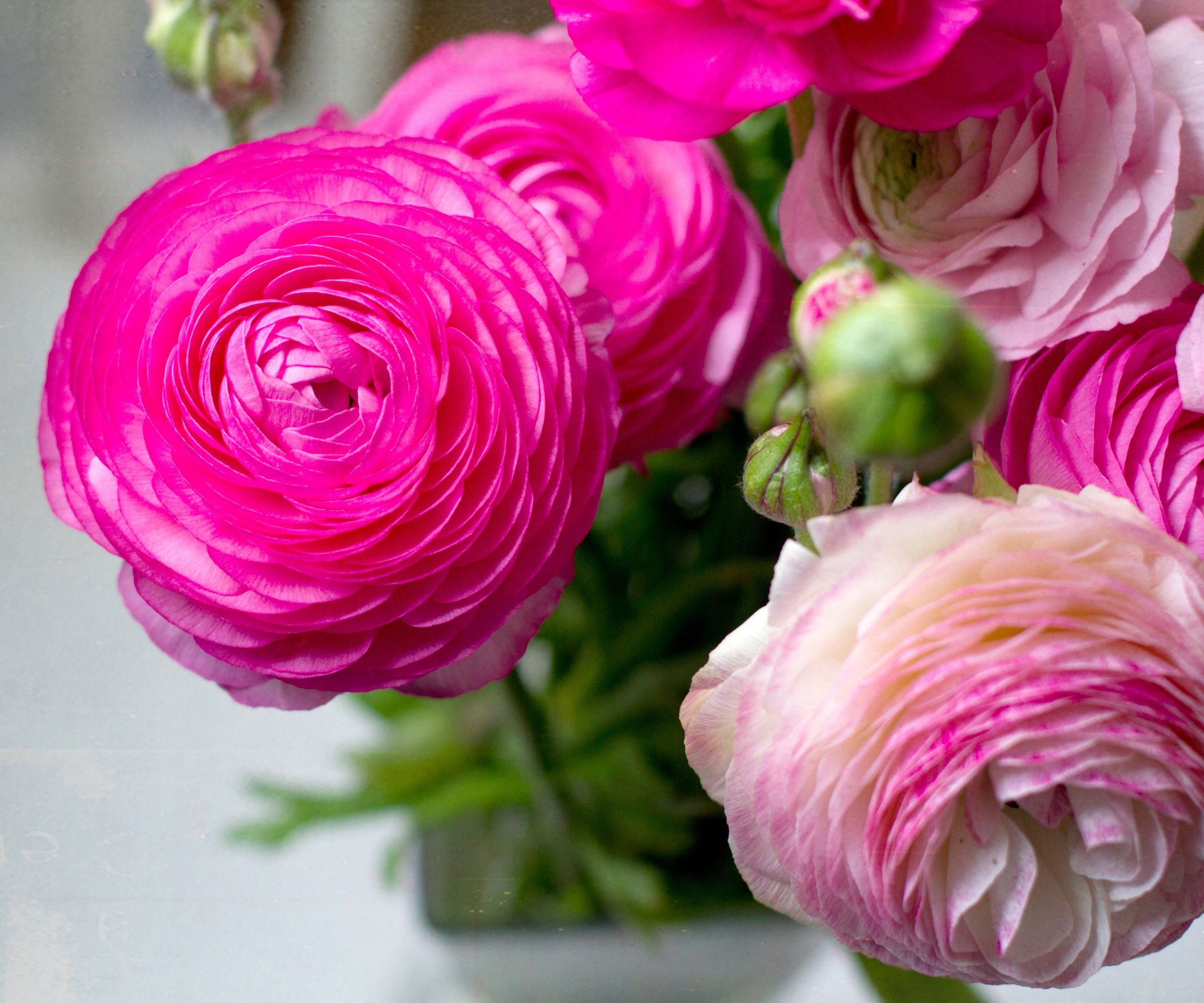Pink ranunculus