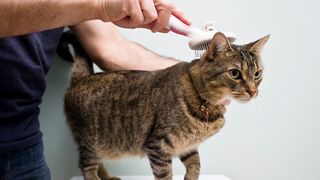 A short haired tabby cat enjoying being brushed