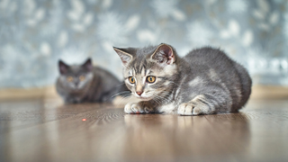 Two grey kittens looking at a red laser on the floor | why do cats chase lasers?