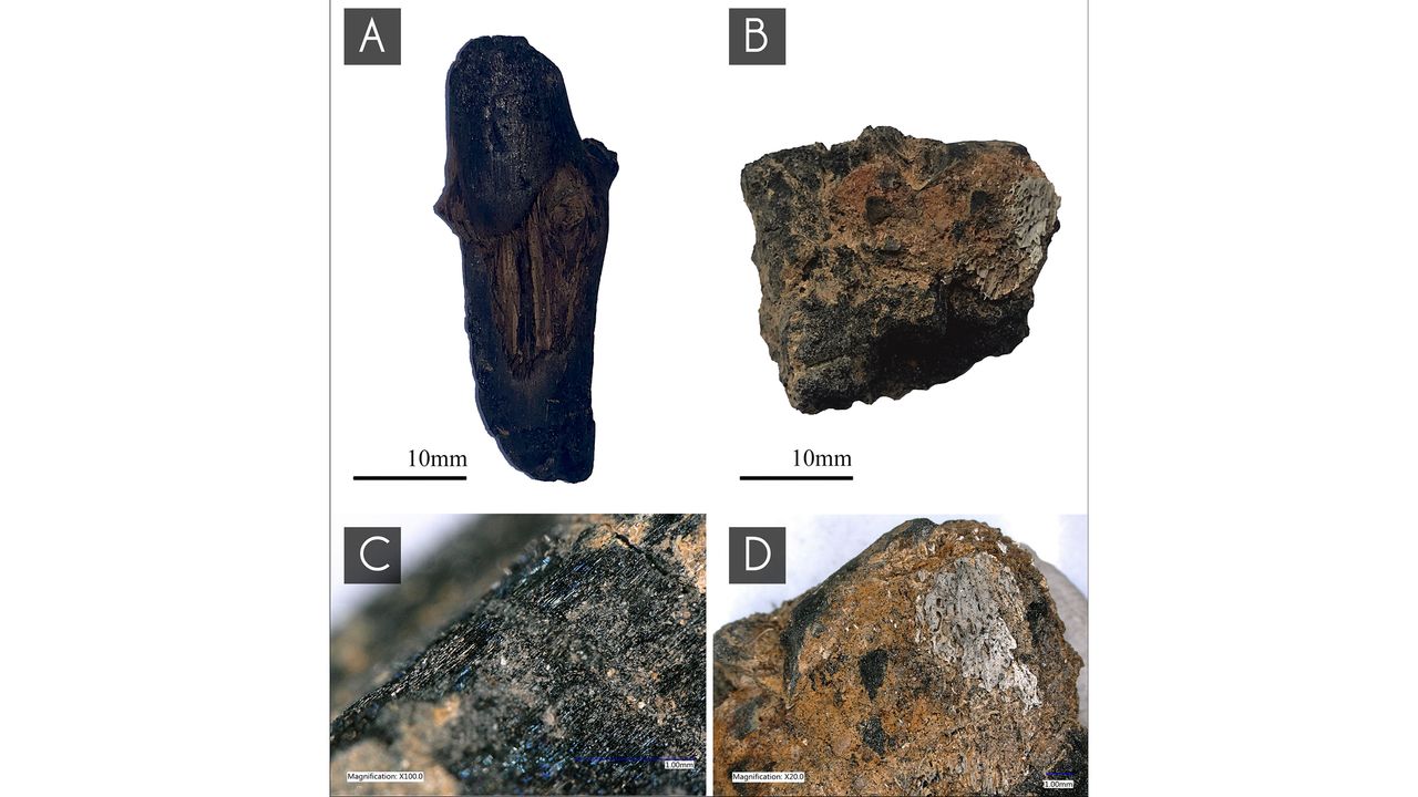 Pieces of charred wood: (A-B) used to build a stack on which the bodies of victims were burned; (C) blue stains on the wood left by a flammable substance; (D) fragments of burned human bones preserved on the surface of the wood.
