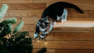 Cat playing with lights on Christmas tree
