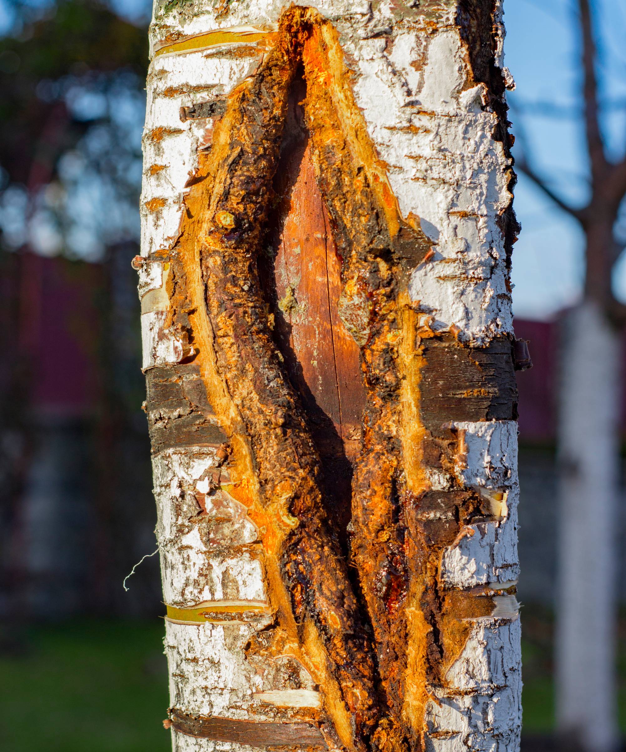 Frost crack in birch tree bark