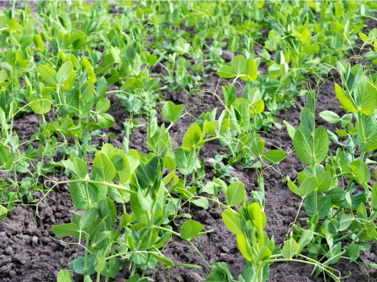 Rows Of Plants In The Garden Planted In Organic Gardening Soil Inoculants