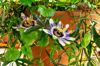 Passion Fruit Vines In Containers