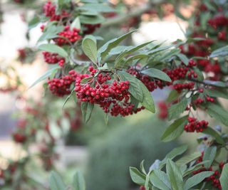 Cotoneaster plant growing clusters of red berries