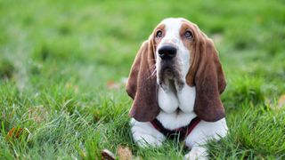 Basset hound lying in grass