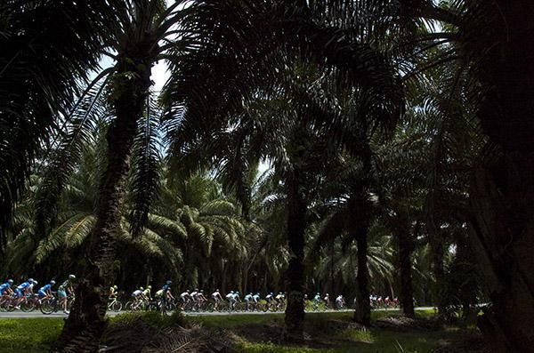 The peloton make their way towards Parit Sulong during the 187 kilometre third stage of the tour.