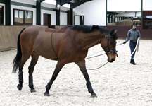 Kavalkade_HO_Lunging_Aid-hr.jpg