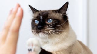 Cat giving owner high five