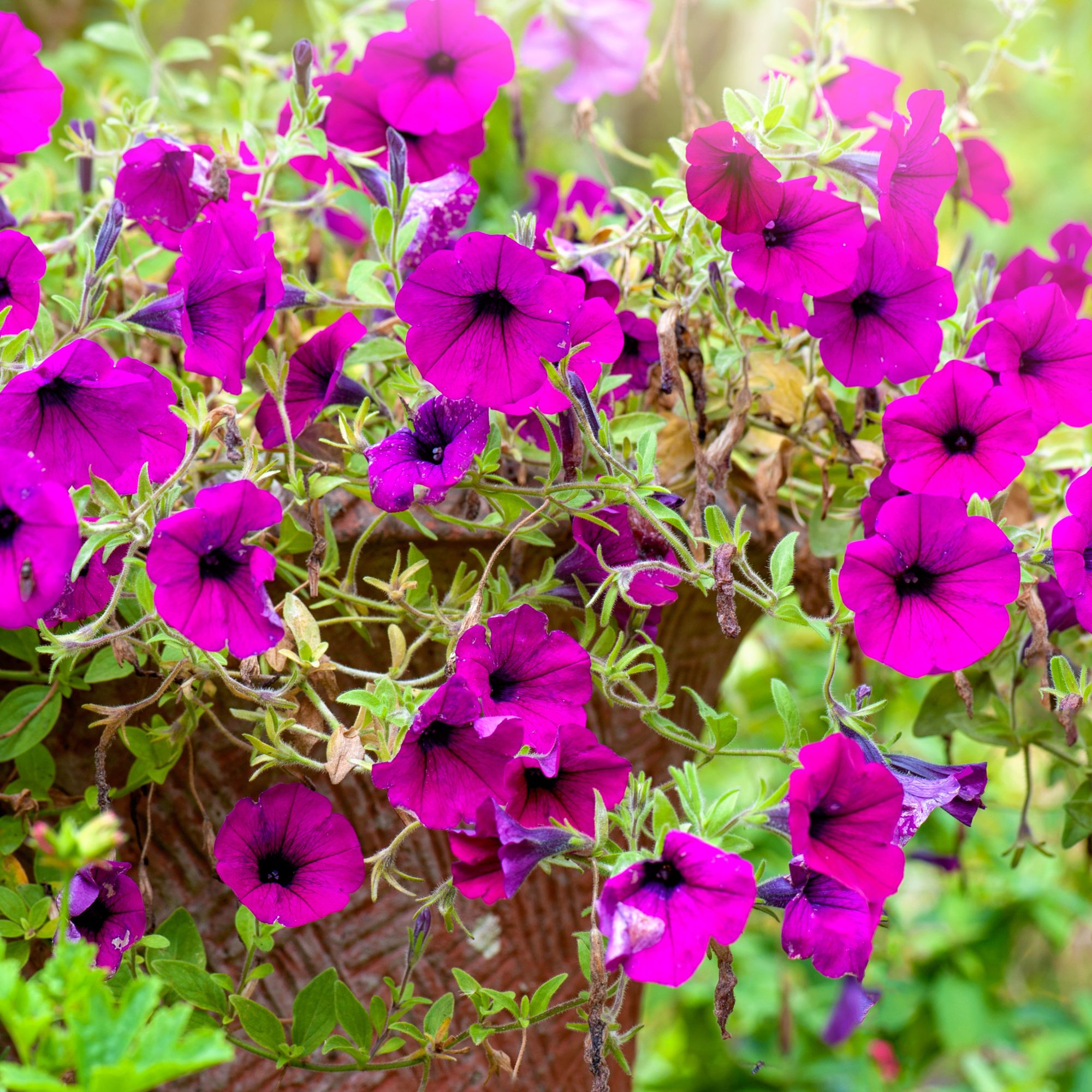pink petunias in container