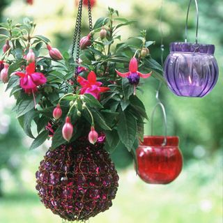 hanging basket pink flower plant