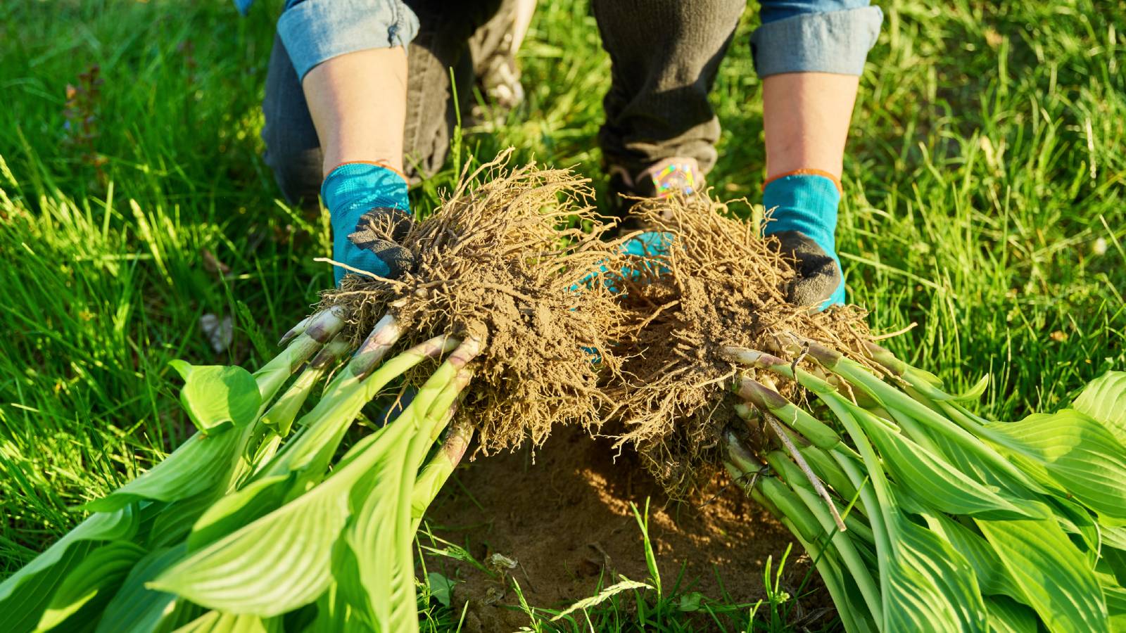 Hands dividing a hosta plant