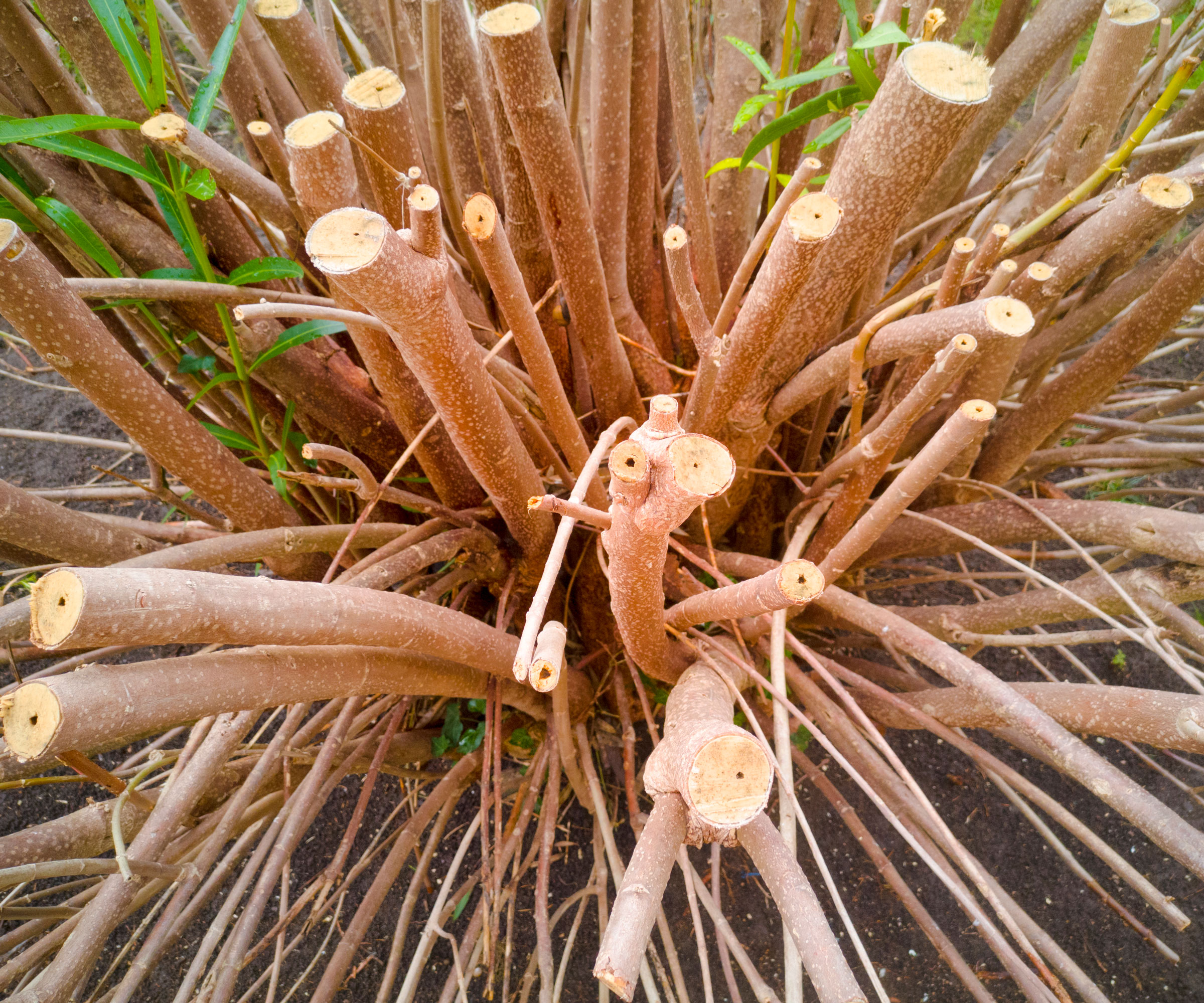 hard pruned shrub in early spring