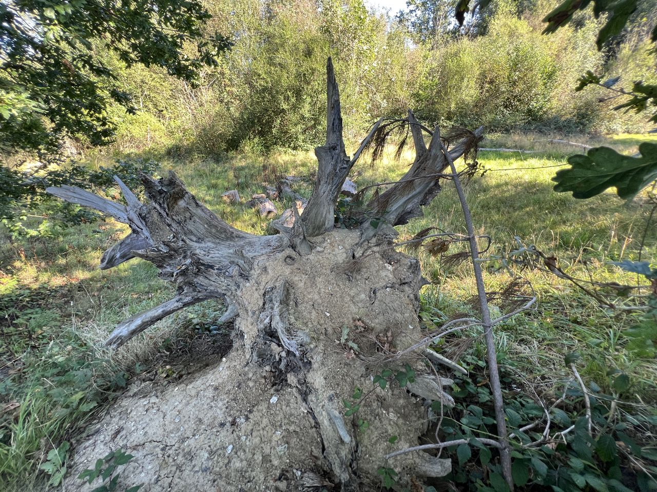 An upturned tree trunk with photo filter applied