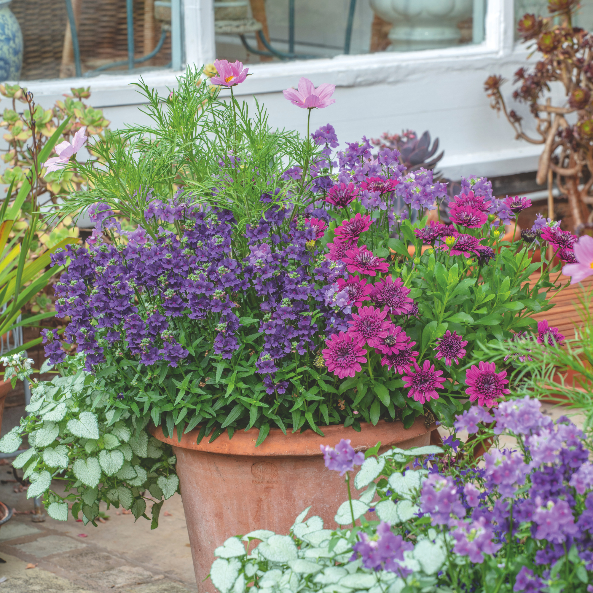 A close up of purple and pink flowers in a terracota pot.