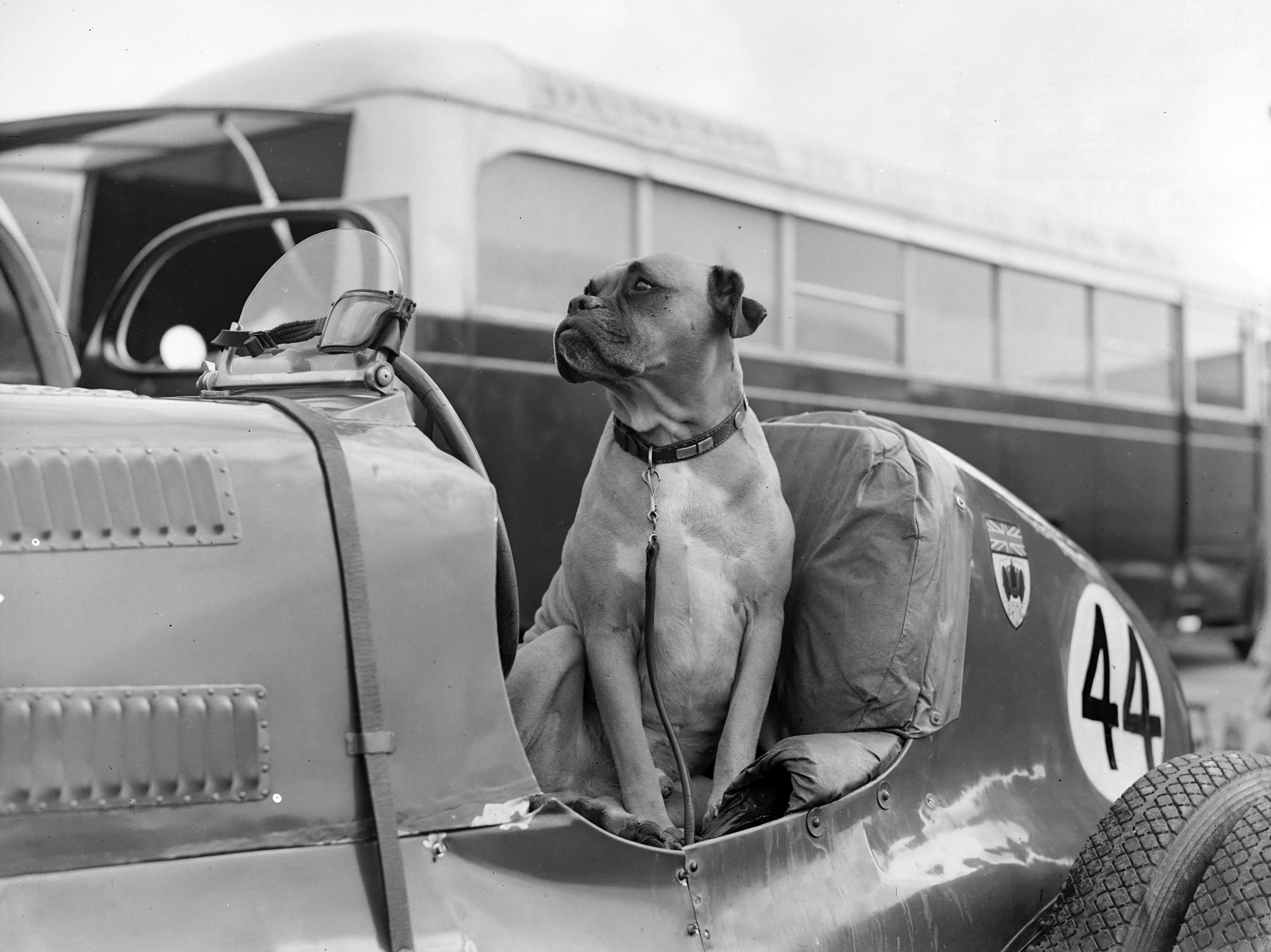 Historic boxer dog photographs showing the breed through the decades: guarding a sleeping child, peering from a kennel, posing in a boater hat, wearing a matching coat and riding in a racing car. 