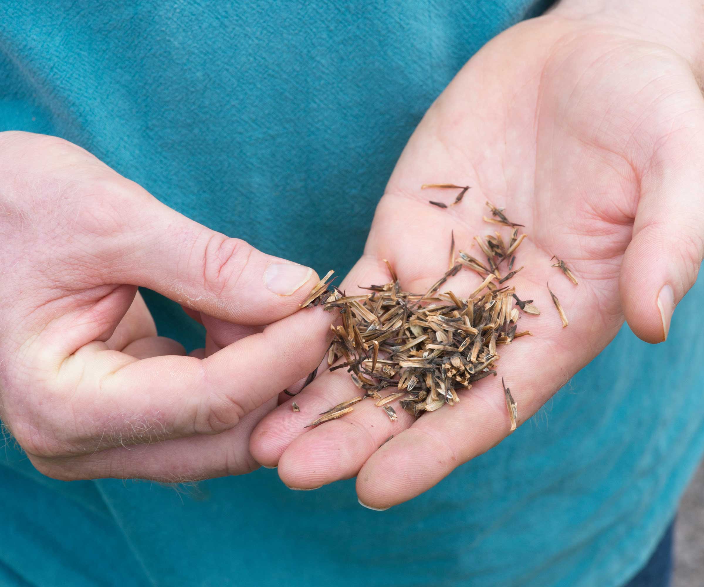 How To Store Coneflower Seeds at Dana Lauer blog