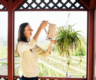 Woman waters a spider plant in hanging planter with watering can