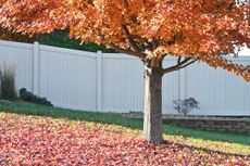 fall backyard