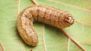 a closeup of an armyworm