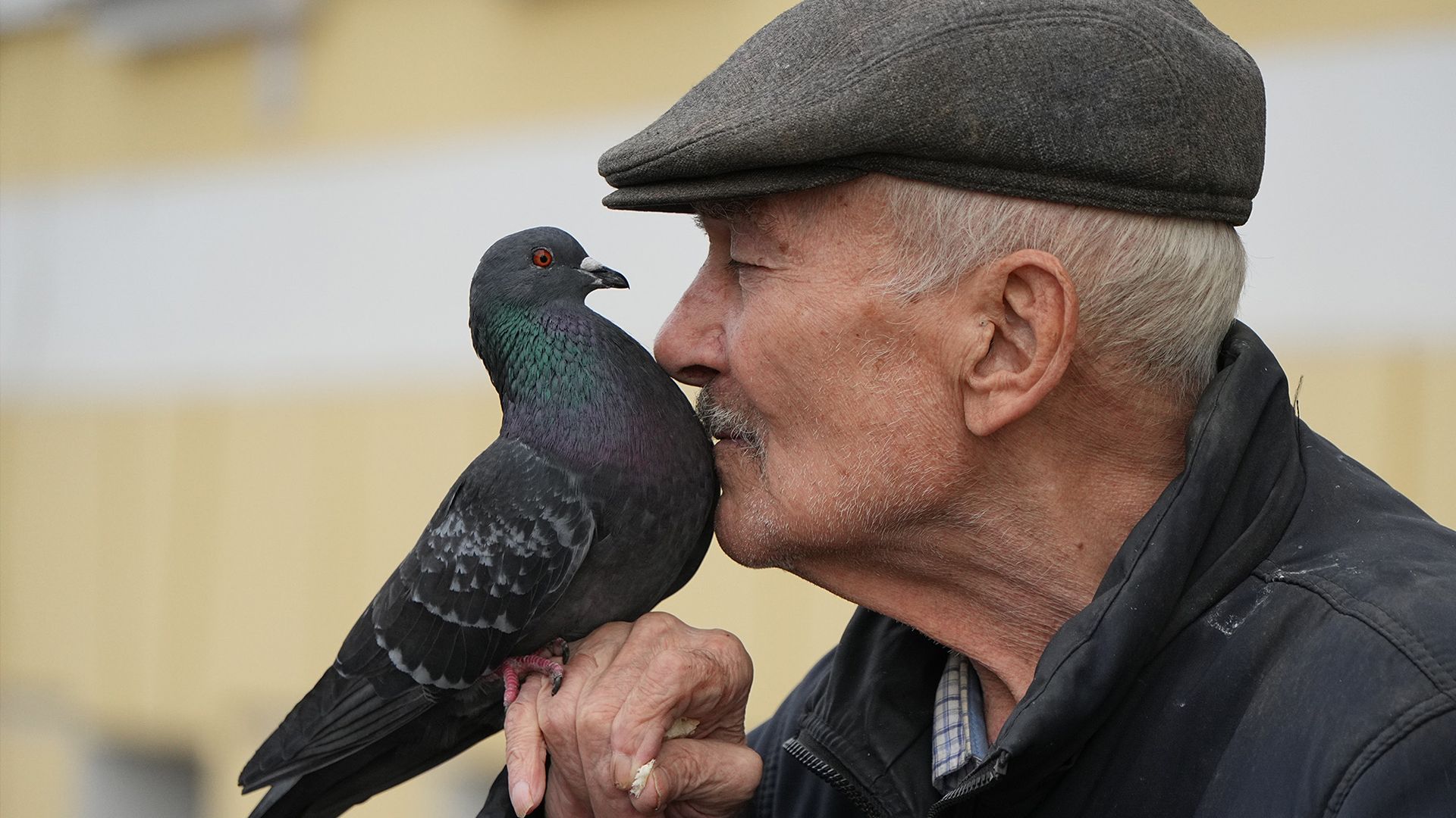 
                                An elderly man kisses a pigeon sitting perched on his hand in St. Petersburg, Russia
                            