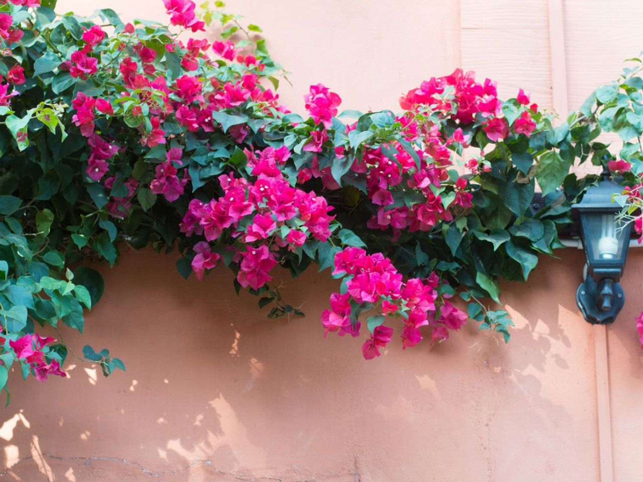 Hot Pink Flowered Vines