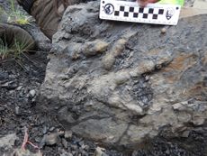 dinosaur fossil denali national park