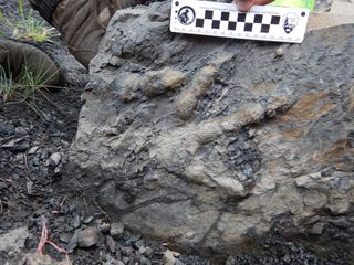 An extremely well-preserved meat-eating dinosaur footprint in Denali, clearly showing the fleshy pads of skin, claw impressions and skin texture.