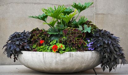 mix of plants with purple and green leaves