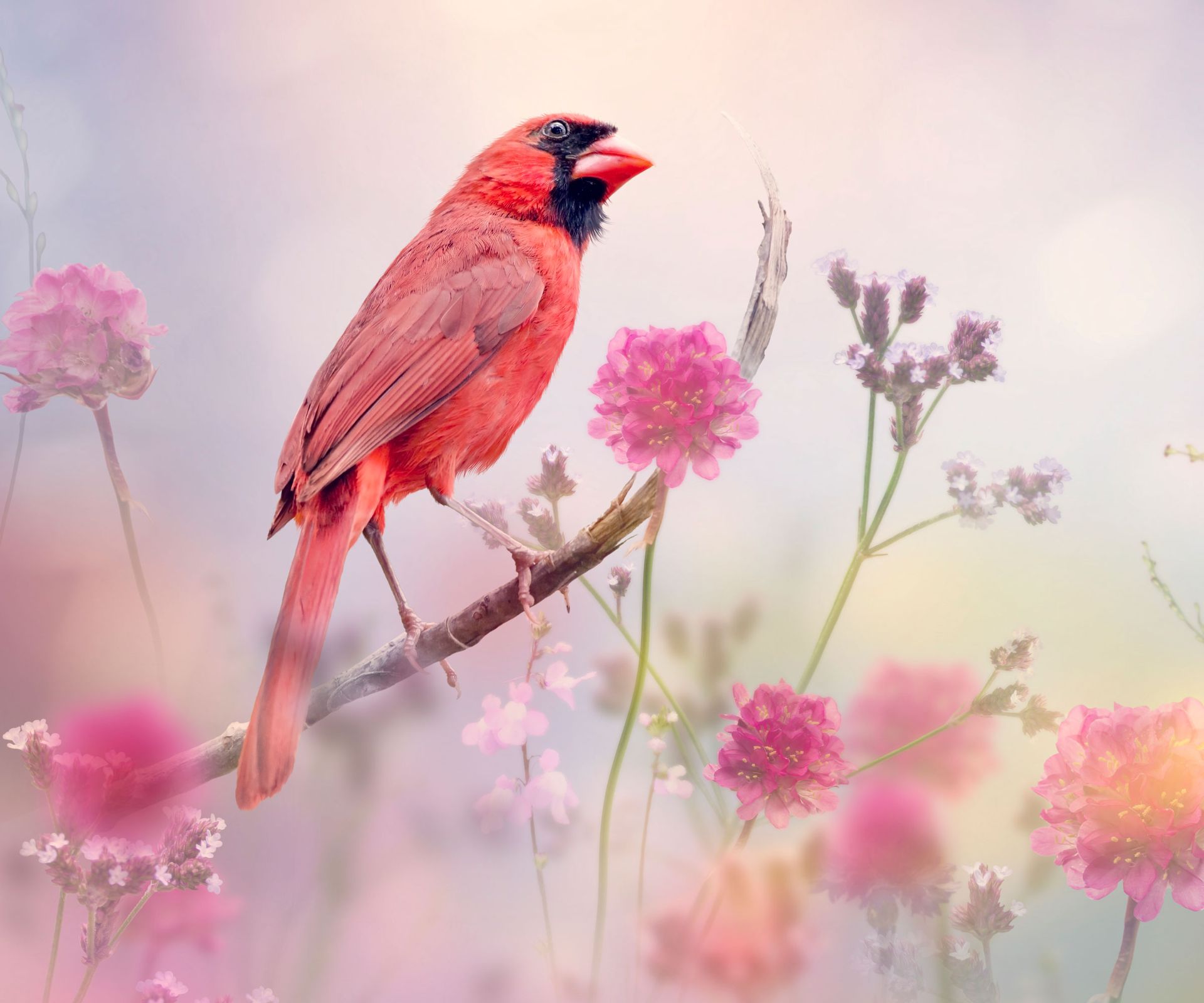 cardinal bird sat on branch in garden surrounded with flowers