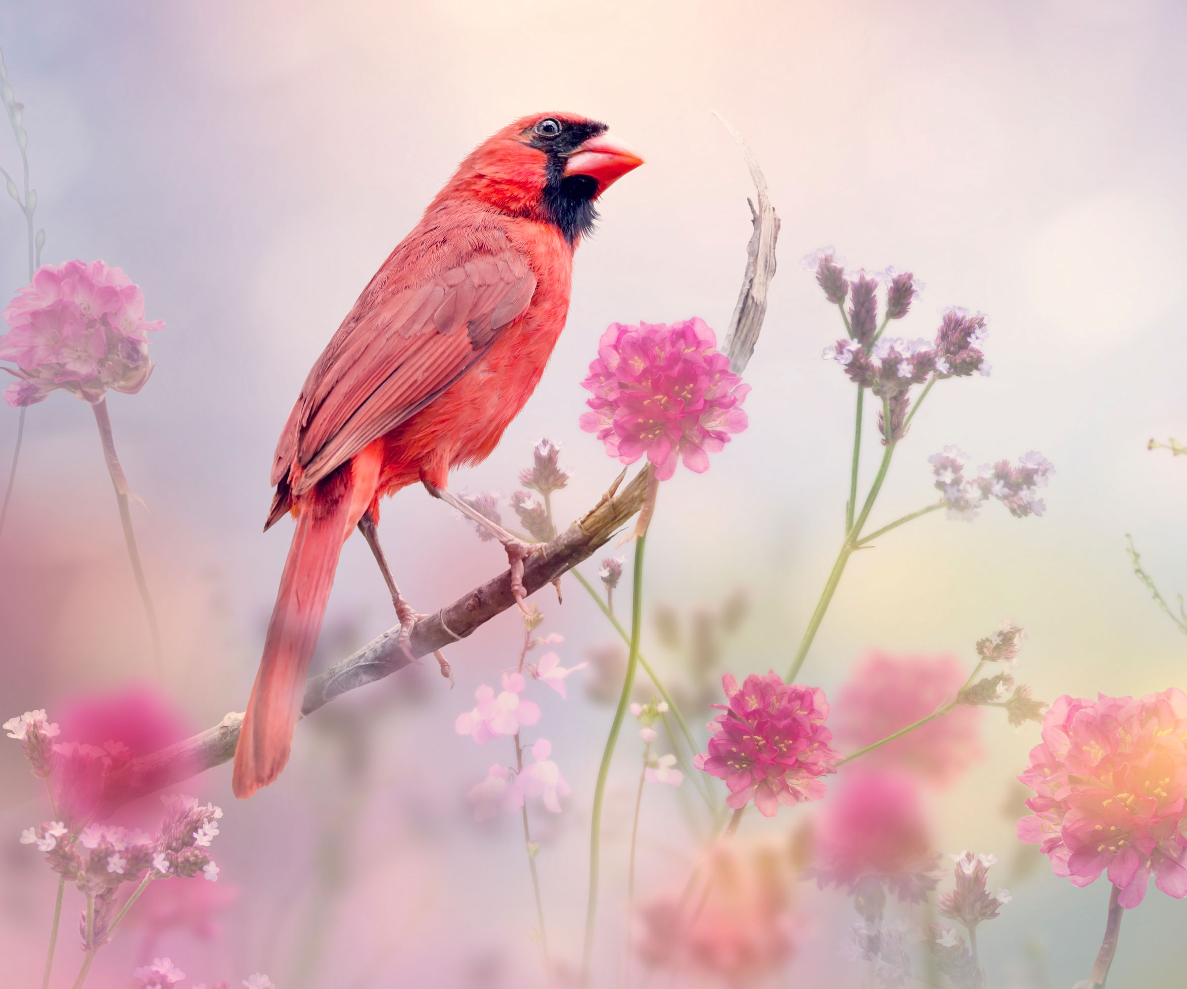 cardinal bird sat on branch in garden surrounded with flowers