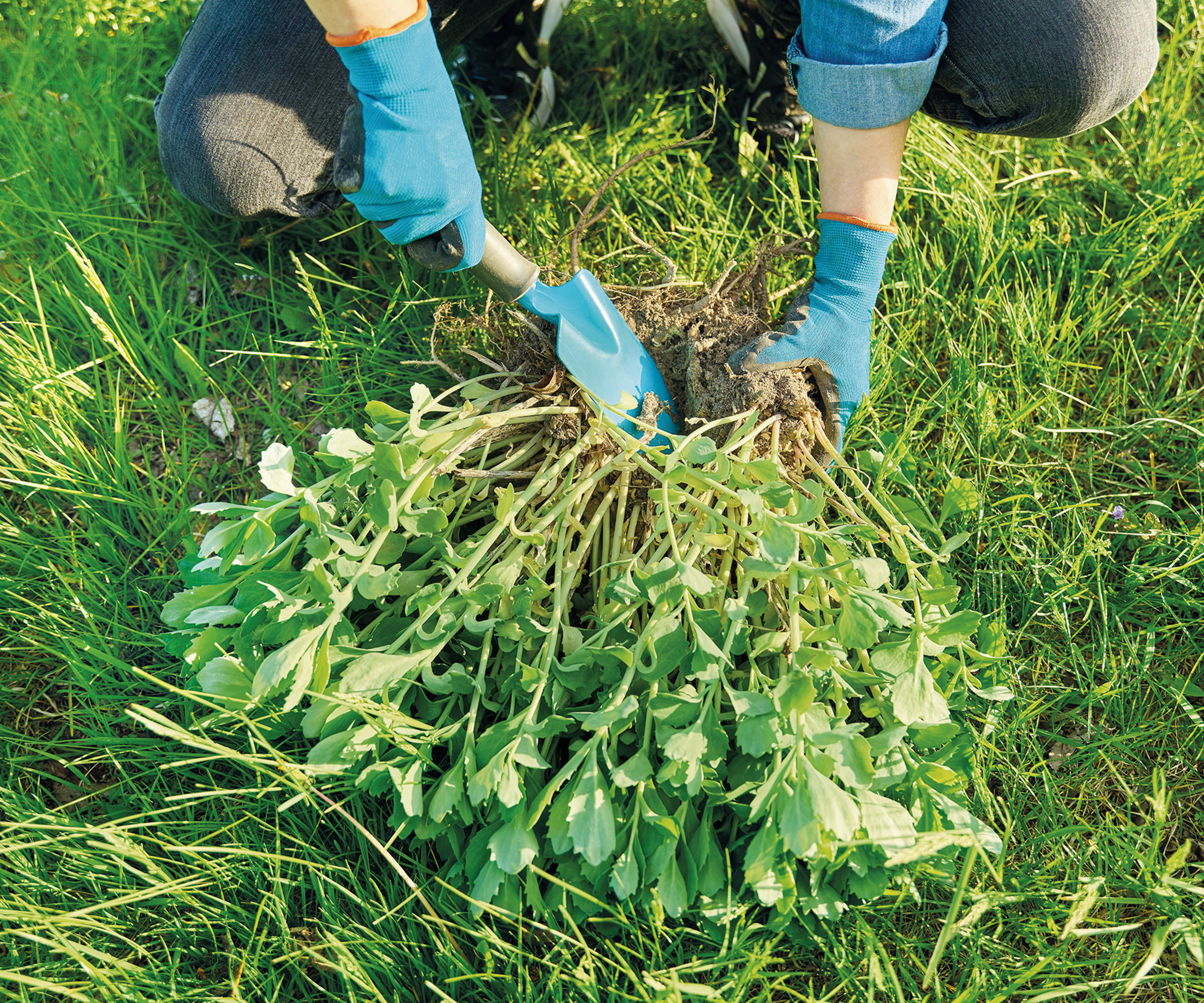 A gardener dividing sedum clumps with a trowel on a lawn