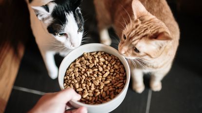 Specific kitten food pets best sale at home