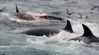 Orcas, which are not whales but actually dolphins, attack the blue whale.