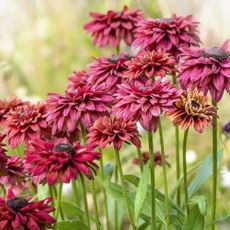 Black eyed susan Rudbeckia Sahara