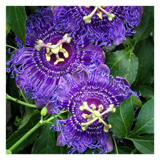 A close-up of two purple passion flowers