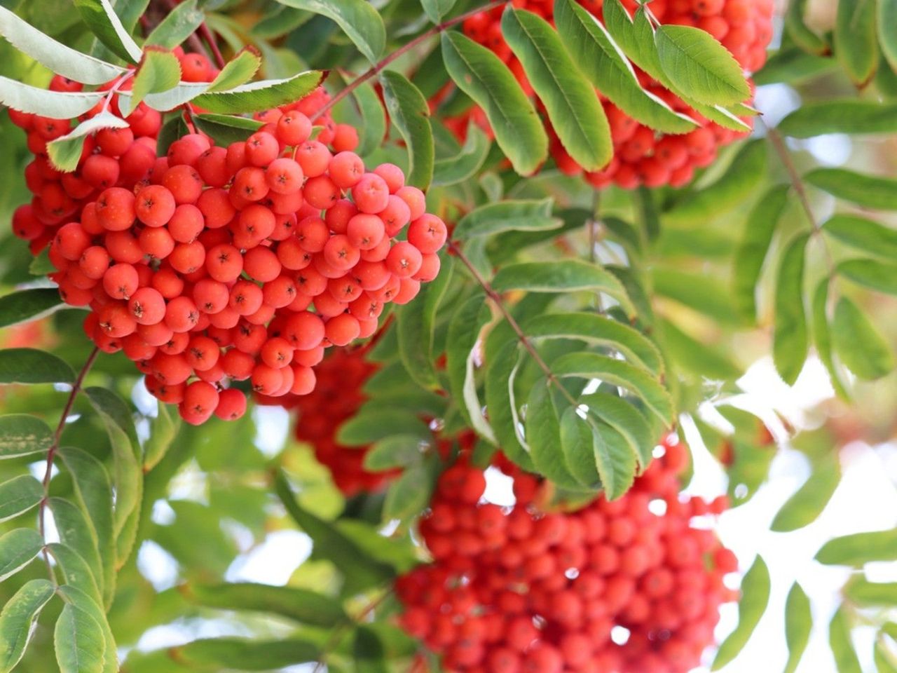 European Mountain Ash Tree Full Of Red Berries