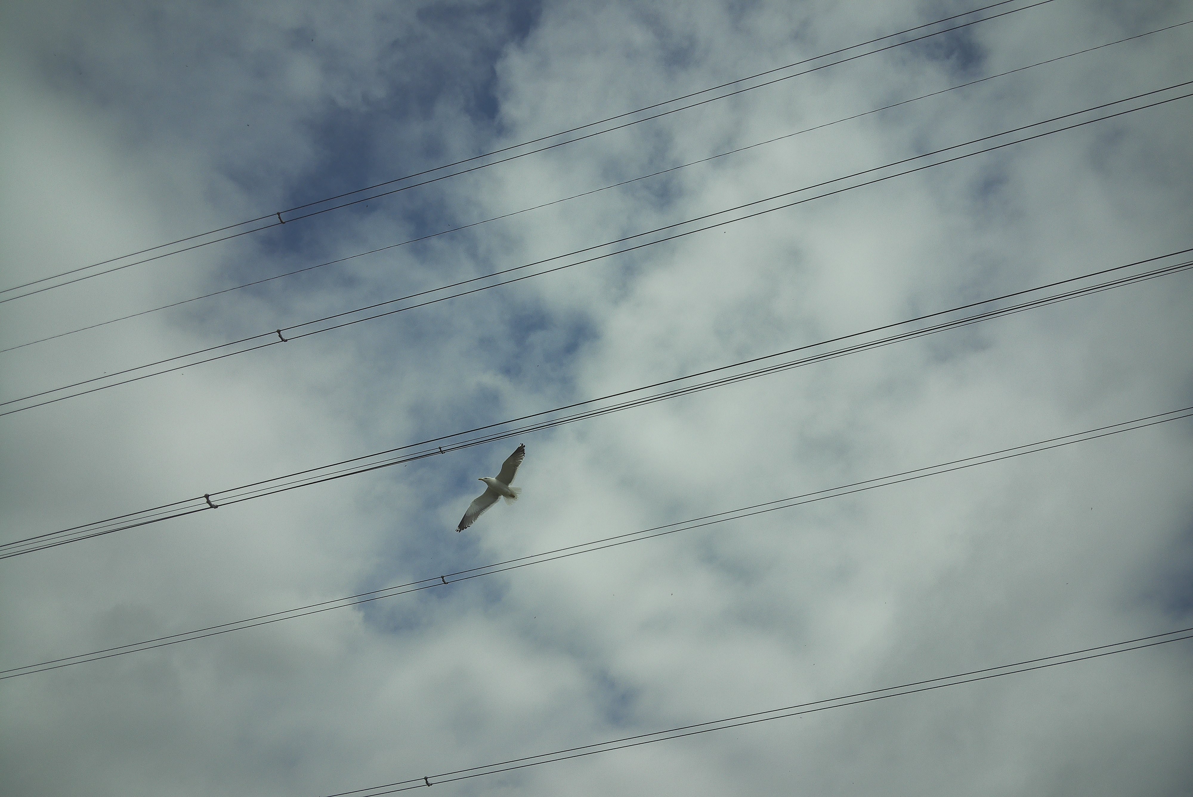 Photograph taken with the RewindPix digital compact showing a seagull mid-air with power-lines in background