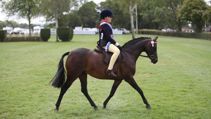A small pay pony trots across the grass ring at Hickstead with young jockey wearing a winners sash.