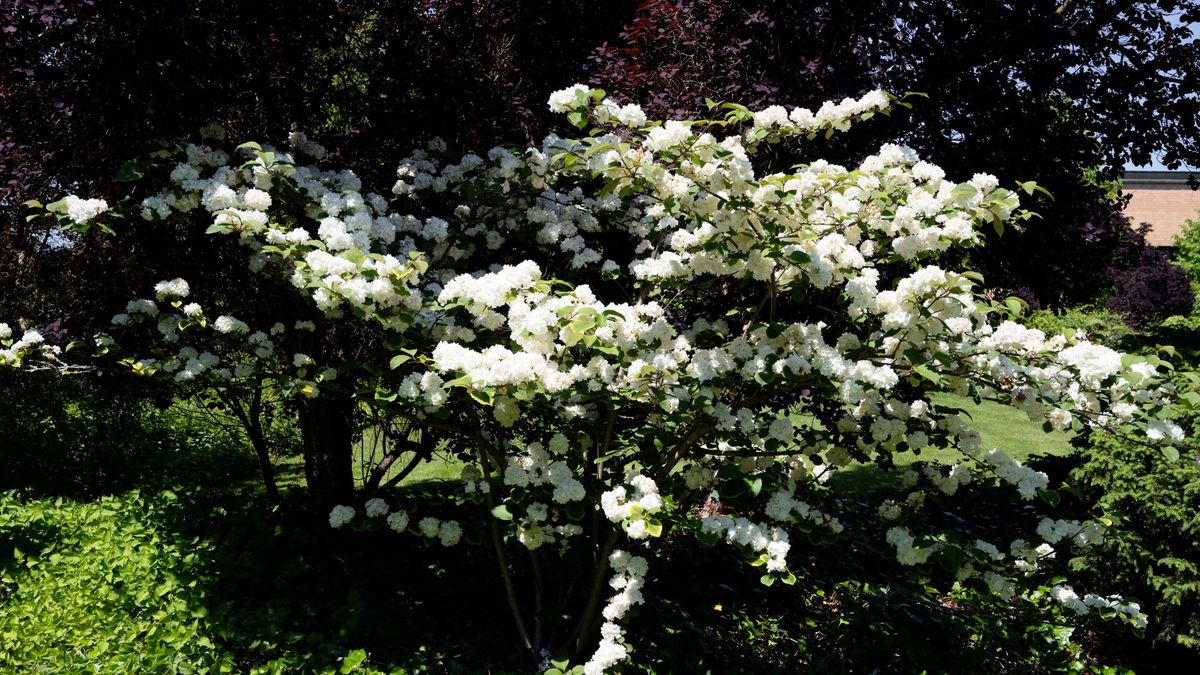 11 « Plantes de jardin lunaire » qui donneront à votre jardin un aspect magnifique la nuit tombée